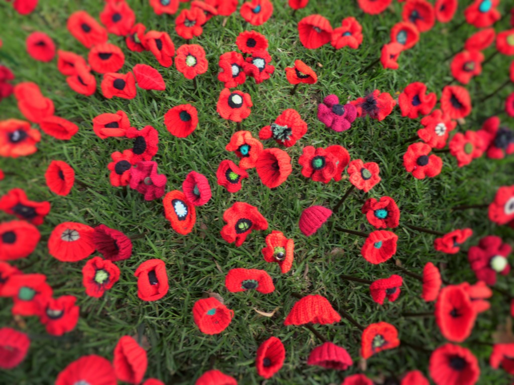 Knitted Poppies from 'Lest we forget' landscape garden