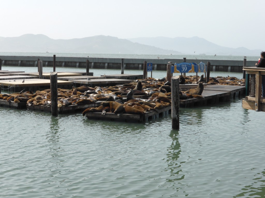 The Seals at Pier 39