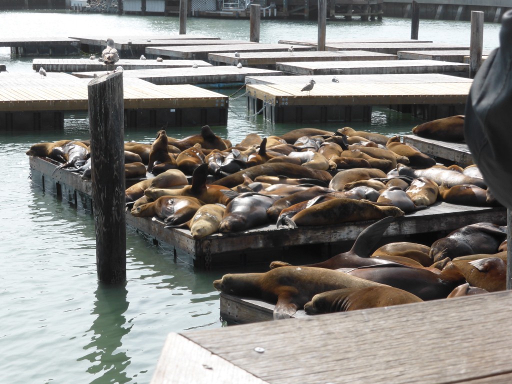 Seals at Pier 39