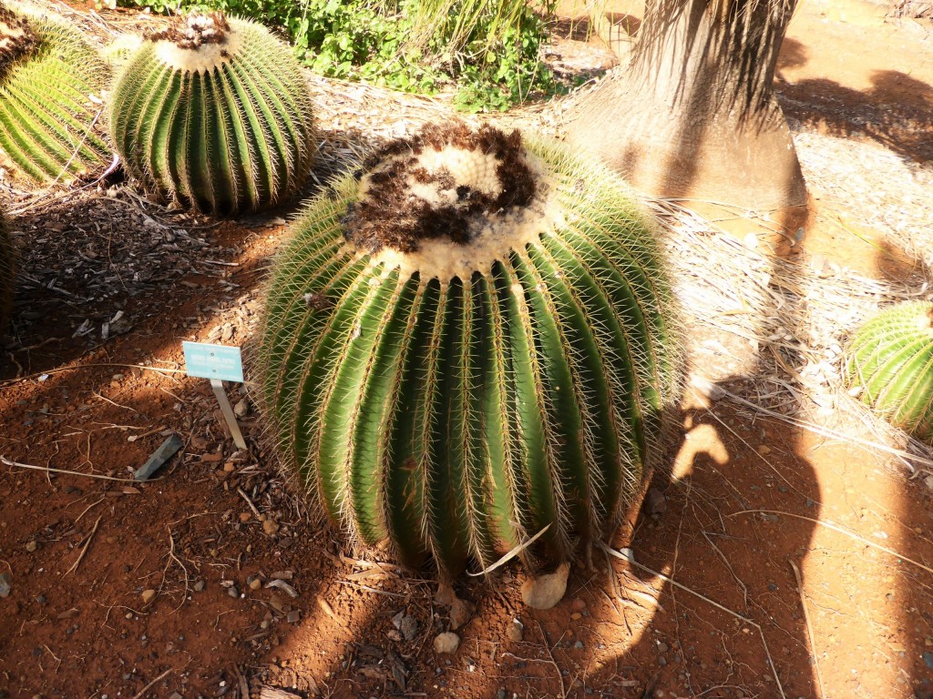 Golden Barrel Cactus