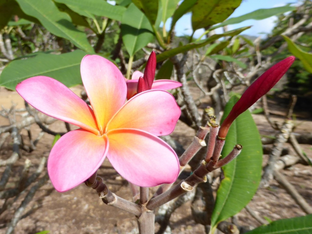 Botanical Gardens