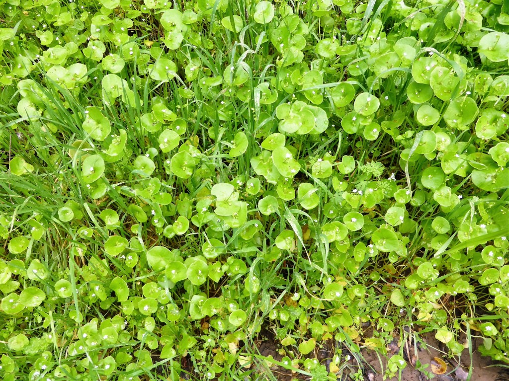 Even weeds look great in California