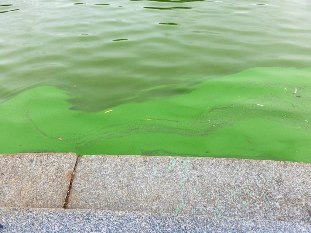 The Lake has algae bloom.